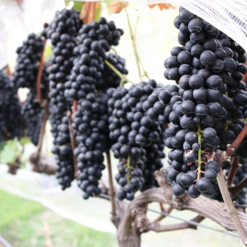 6c7b355d-c40b-4931-89bb-0488ea56f9b7